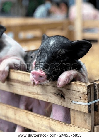 a photography of two small pigs in a wooden crate.