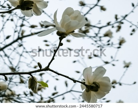 Spring blue sky and white magnolia kobus flowers.