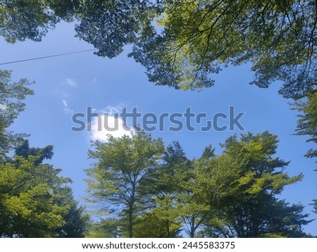 the beautiful blue sky adorns the green trees which are very cool in the park Royalty-Free Stock Photo #2445583375