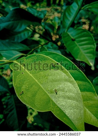 A small Semite that lives in green leaves Royalty-Free Stock Photo #2445586037