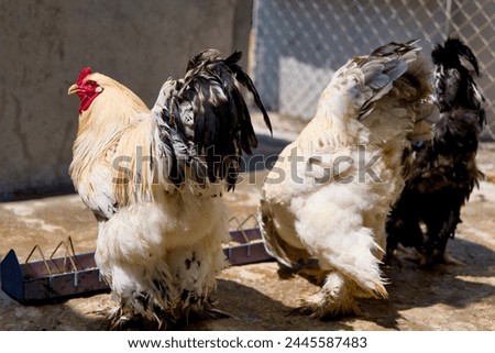A close-up portrait of a rooster and a hen on a working farm