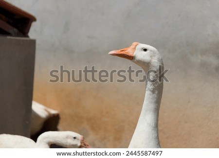 A detailed close-up photo of a white goose on a farm, showcasing its snow-white feathers