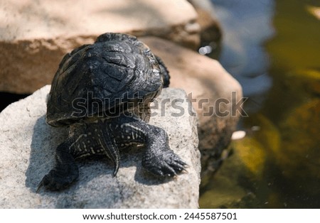 A close-up photo of a turtle perched on a moss-covered rock in a park, enjoying the warm sunlight