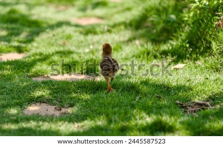 A close-up photo of a fluffy baby chick curiously exploring a vibrant green patch of grass