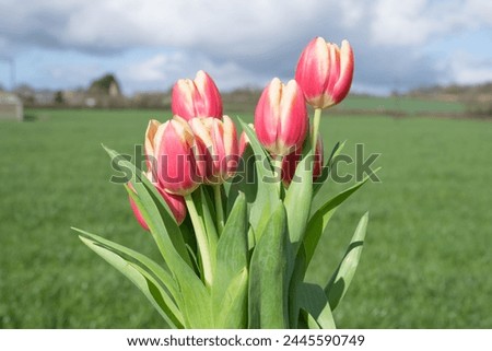 Close up of pink garden tulips (tulipa gesneriana) in bloom Royalty-Free Stock Photo #2445590749