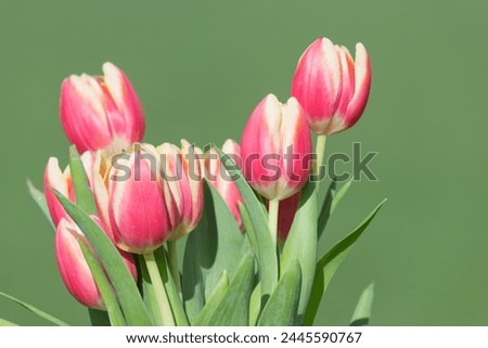Close up of pink garden tulips (tulipa gesneriana) in bloom Royalty-Free Stock Photo #2445590767