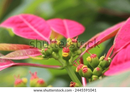 Close-Up Picture of Euphorbia Pulcherrima with Blurry Background, Good For Illustration of Botany
