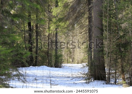 landscapes of the forests of northeastern Europe in early April on a sunny day