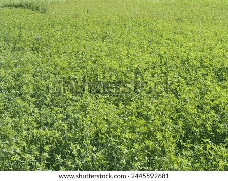 Green field of trifolium alexandrinum or fresh green Egyptian clover field, berseem clover landscape 


