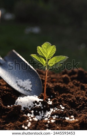 Fertilizing soil with growing young sprout outdoors, selective focus Royalty-Free Stock Photo #2445593453