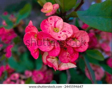 Most beautiful flowers picture of the world,A Euphorbia mili plant bears many red flowers