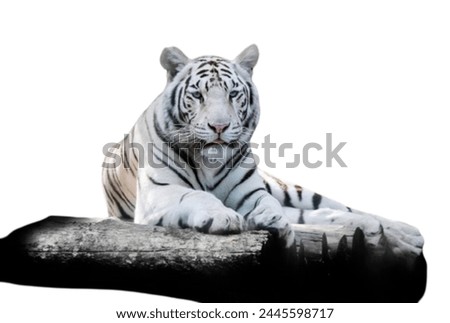 White Tiger at white background
nature, white background, forest, wild animals, lion