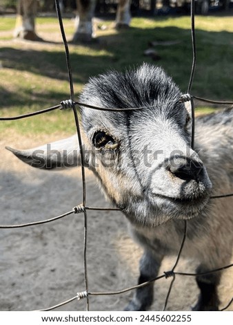 a photography of a goat looking through a fence at the camera.