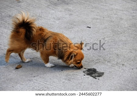 a photography of a small dog sniffing a small animal on the ground.