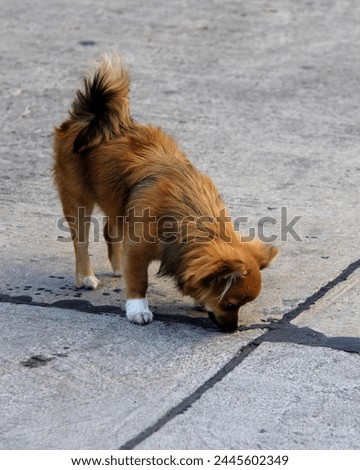 a photography of a dog sniffing a bird on the ground.