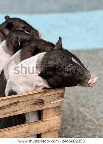 a photography of two pigs in a wooden crate with a baby pig sticking out of it's.