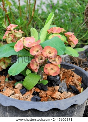 a photography of a potted plant with pink flowers in it.