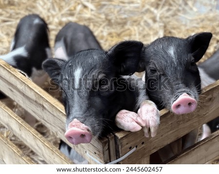a photography of three pigs in a wooden crate with hay.