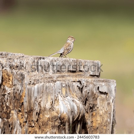 a bird perched on a wooden branch