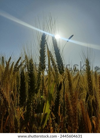 Pictures of farms of wheat and poplar wood 