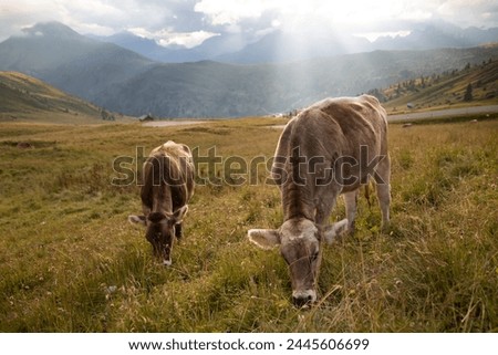 Idyllic landscape with herd of cow grazing on green field with fresh grass under blue peaceful sky in Passo Rolle, Dolomites, Italy.