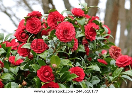 Red double Camellia japonica 'Black Tie' in flower. Royalty-Free Stock Photo #2445610199