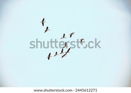 flying flock of Greylag goose (Anser anser), bird migration Royalty-Free Stock Photo #2445612271