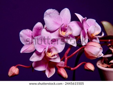 High resolution image of a pink orchid by Mark Dunn Photography.
