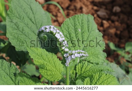 Heliotropium indicum an annual, hirsute plant and common weed known as Indian heliotrope, Indian turnsole with tiny white or purple flowers on curved peduncles. Royalty-Free Stock Photo #2445616277
