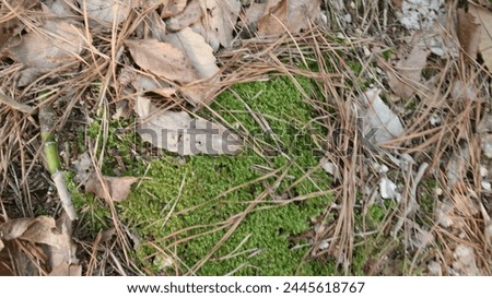 the appearance of blue moss in the deep mountains for a long time