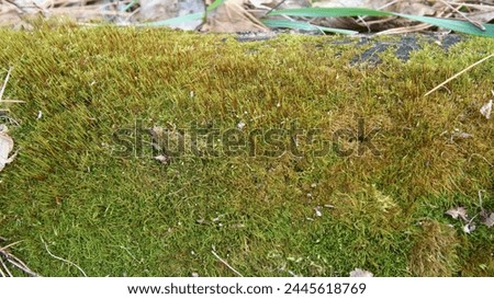 the appearance of blue moss in the deep mountains for a long time