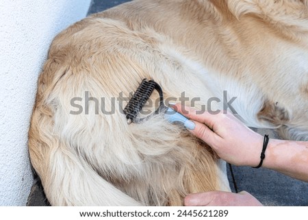 Combing the undercoat with a special comb of a young male Golden Retriever sitting on a terrace. Royalty-Free Stock Photo #2445621289