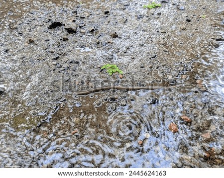 Earthworm (Lumbricidae) near a puddle of rainwater.