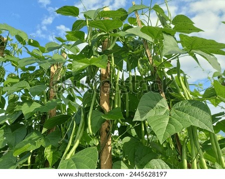 long bean tree. Long beans are a popular vegetable crop in Asian cuisine

