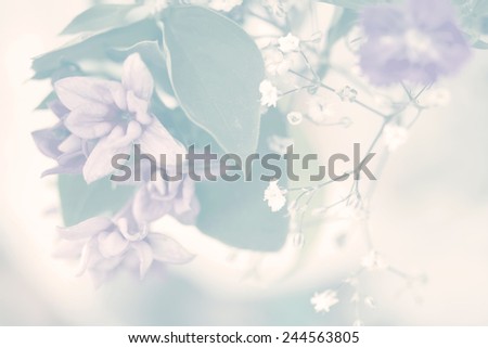 flower on soft pastel color
