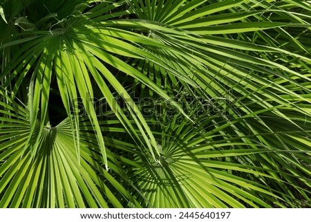Beautiful palm leaves in park on sunny day