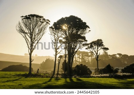 Backlit trees in green fields, the Catlins, South Island, New Zealand, Pacific Royalty-Free Stock Photo #2445642105