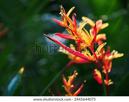 Bright tropical flowers and plants. Sunny, clear day. Close up, outdoors. Macro photography. Vacation and travel concept