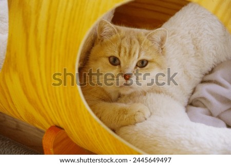 British Short hair cat inside her wooden home lying beside her bed, picture taken in a pet store in makati city circuit. 