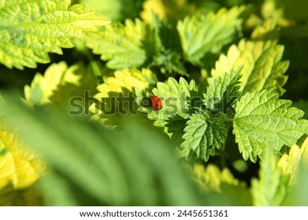 Ladybug on green leaves, natural background for text