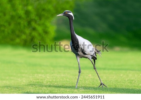 The demoiselle crane is a species of crane found in central Eurosiberia, ranging from the Black Sea to Mongolia and Northeast China. There is also a small breeding population in Turkey  Royalty-Free Stock Photo #2445651911