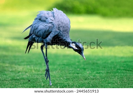 The demoiselle crane is a species of crane found in central Eurosiberia, ranging from the Black Sea to Mongolia and Northeast China. There is also a small breeding population in Turkey  Royalty-Free Stock Photo #2445651913