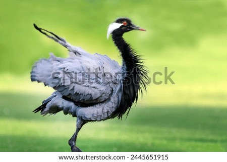 The demoiselle crane is a species of crane found in central Eurosiberia, ranging from the Black Sea to Mongolia and Northeast China. There is also a small breeding population in Turkey  Royalty-Free Stock Photo #2445651915