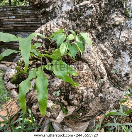The old, hollow trunk of the frangipani flower tree is overgrown with mistletoe plants and there is also a small banyan tree growing inside it.