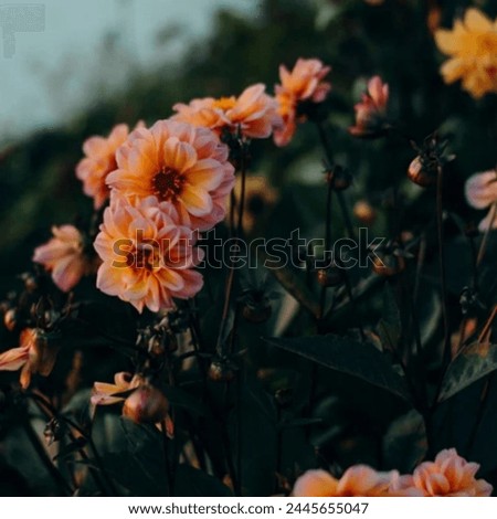 beautiful pink and yellow flowers in a bunch.