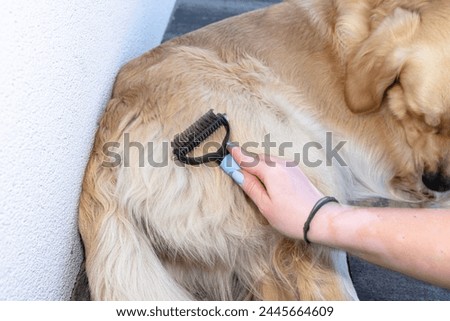 Combing the undercoat with a special comb of a young male Golden Retriever sitting on a terrace. Royalty-Free Stock Photo #2445664609
