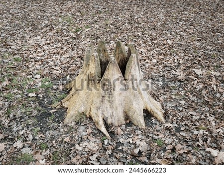 An old oak stump cut into the shape of a crown among fallen oak leaves Royalty-Free Stock Photo #2445666223