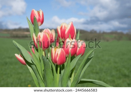 Close up of pink garden tulips (tulipa gesneriana) in bloom Royalty-Free Stock Photo #2445666583
