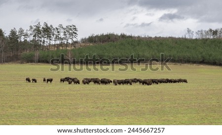 herd of 60 European bisons in the field, bison bonasus, wisents, damage to agricultural crops, animal species protection, conflict animal species, large ungulates, European fauna, land mammals, poland Royalty-Free Stock Photo #2445667257