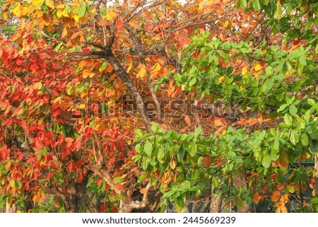 fall leaves, northern hardwood forest, colors, fall new england, vivid, selective focus, woodlands, new england, twig, hemlock-hardwood, acer rubrum, autumnal, acer, fall colors, state park, maple, br